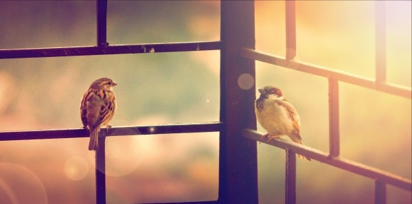 2-sparrows-on-fence